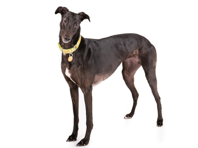 Greyhound ,razze di cani grandi, razze di cani grande taglia, Razze di cani di taglia grande