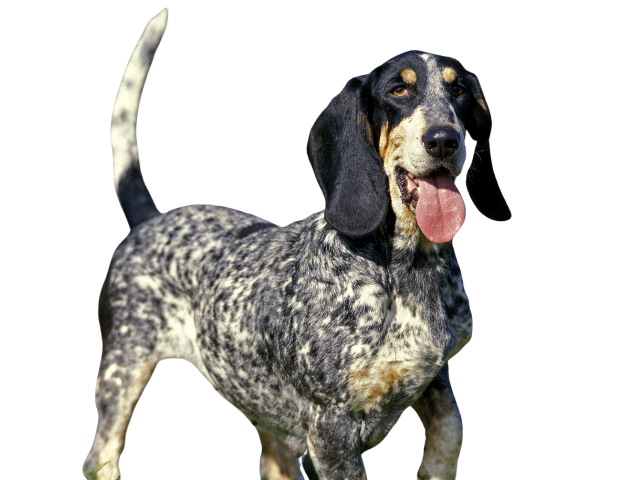 Griffon Bleu de Gascogne, razze cani, razze cani taglia media