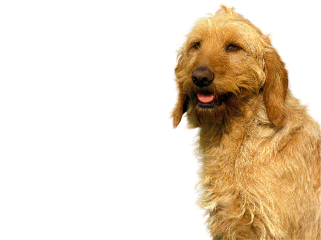Griffon Fauve de Bretagne, razze cani, razze cani taglia media