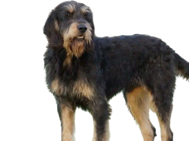 Griffone Nivernais, razze cani, razze cani taglia media