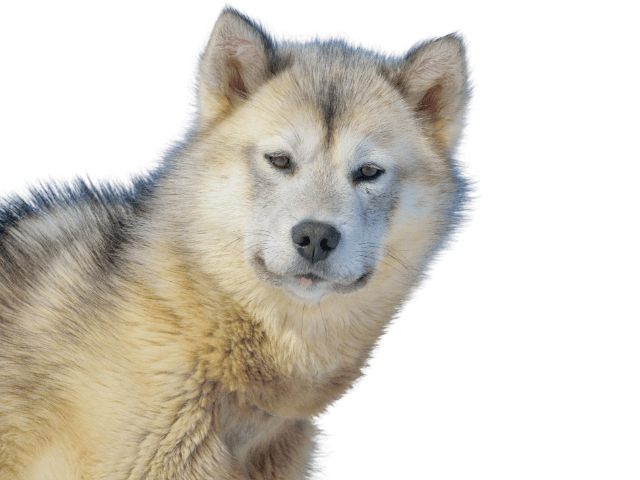 Groenlandese ,razze di cani grandi, razze di cani grande taglia, Razze di cani di taglia grande