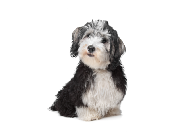 Havanese