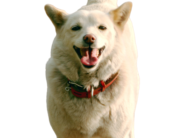 Hokkaido, razze cani, razze cani taglia media