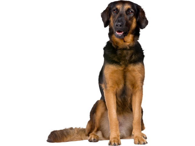 Hovawart ,razze di cani grandi, razze di cani grande taglia, Razze di cani di taglia grande
