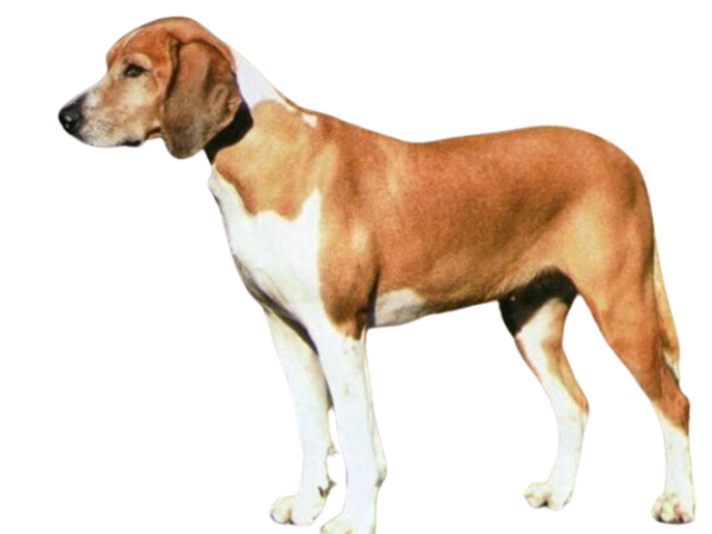 Hygen Hund, razze cani, razze cani taglia media