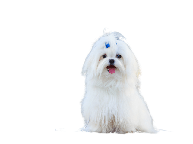 Il maltese