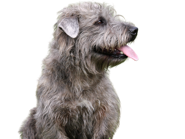 Irish Glen of Imaal Terrier, razze cani, razze cani taglia media
