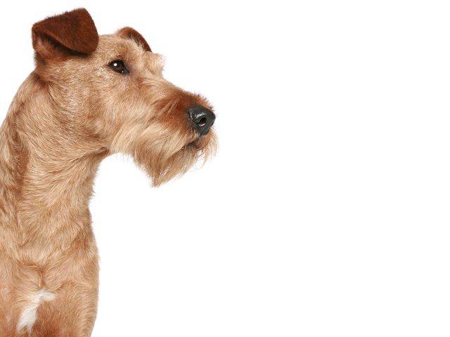 Irish Glen of Imaal Terrier, razze cani, razze cani taglia media
