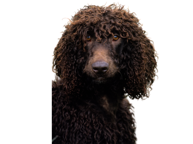Irish Glen of Imaal Terrier, razze cani, razze cani taglia media