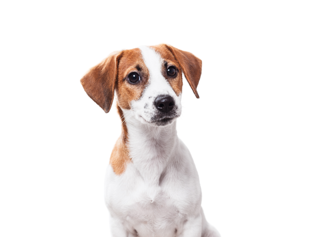 Jack Russell Terrier