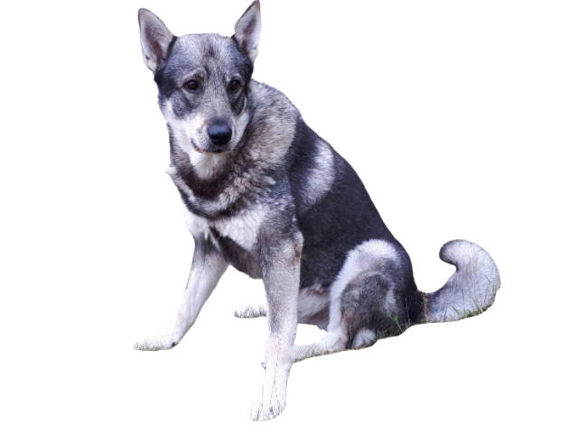 Jämthund ,razze di cani grandi, razze di cani grande taglia, Razze di cani di taglia grande