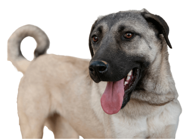 Kangal ,razze di cani gigante, razze di taglia gigante, razze cane, razze di cane