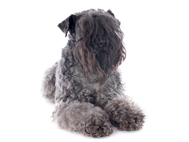 Kerry Blue Terrier, razze cani, razze cani taglia media
