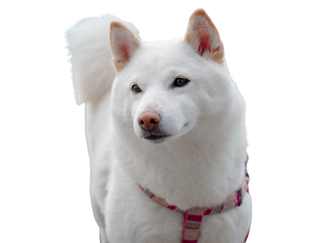 Kishu, razze cani, razze cani taglia media