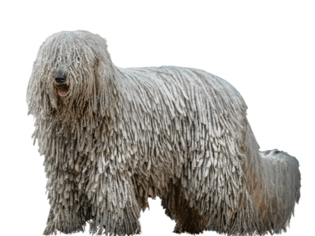 Komondor ,razze di cani grandi, razze di cani grande taglia, Razze di cani di taglia grande
