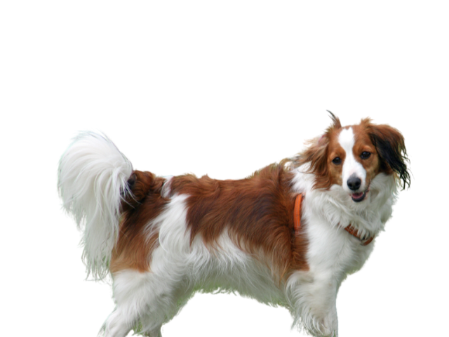 Kooikerhondje, razze cani, razze cani taglia media