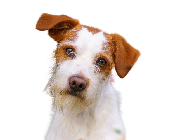 Kromfohrländer, razze cani, razze cani taglia media