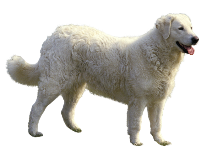 Kuvasz ,razze di cani grandi, razze di cani grande taglia, Razze di cani di taglia grande