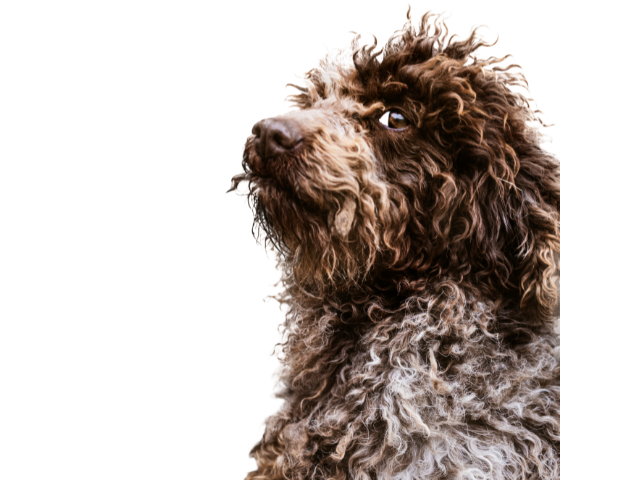 Lagotto Romagnolo, razze cani, razze cani taglia media