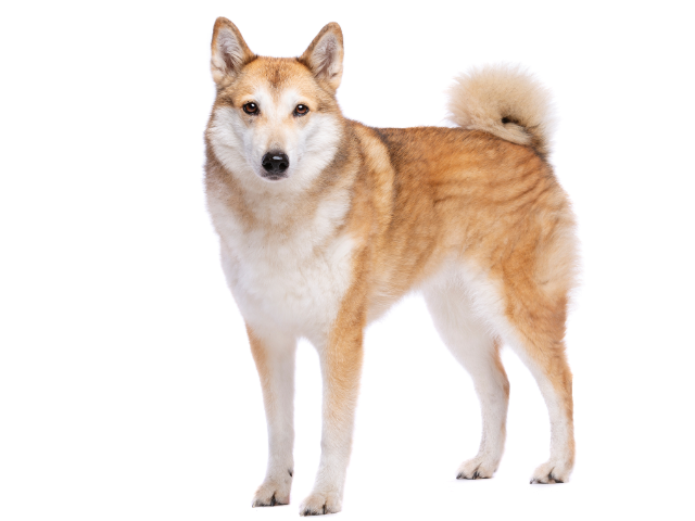 Laika della Siberia Occidentale, razze cani, razze cani taglia media