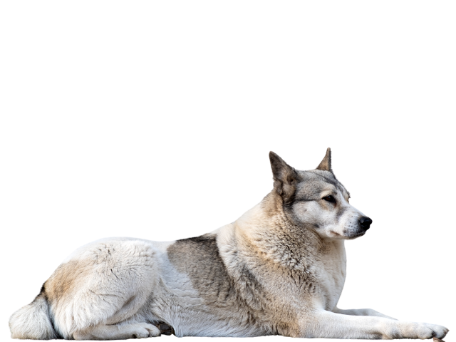 Laika della Siberia Orientale, razze cani, razze cani taglia media