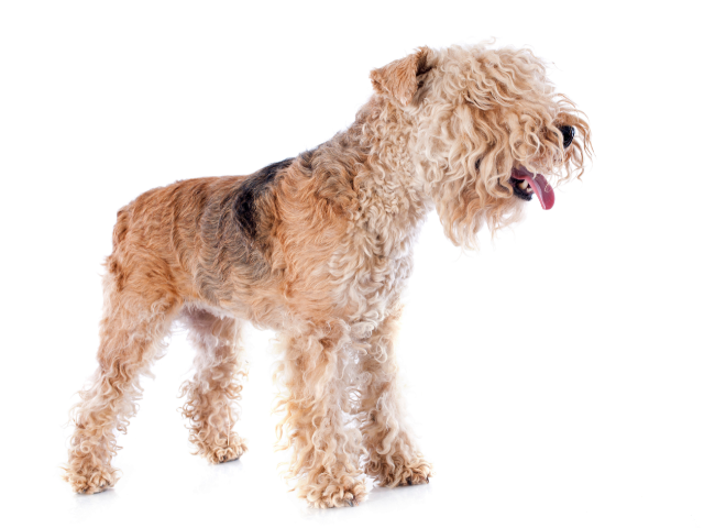Lakeland Terrier