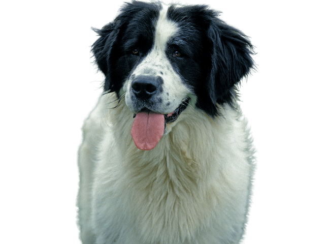 Landseer ,razze di cani gigante, razze di taglia gigante, razze cane, razze di cane