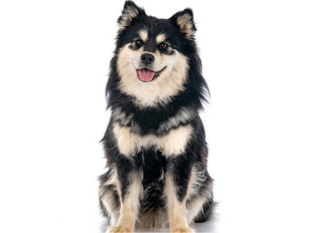 Lapinkoira, razze cani, razze cani taglia media