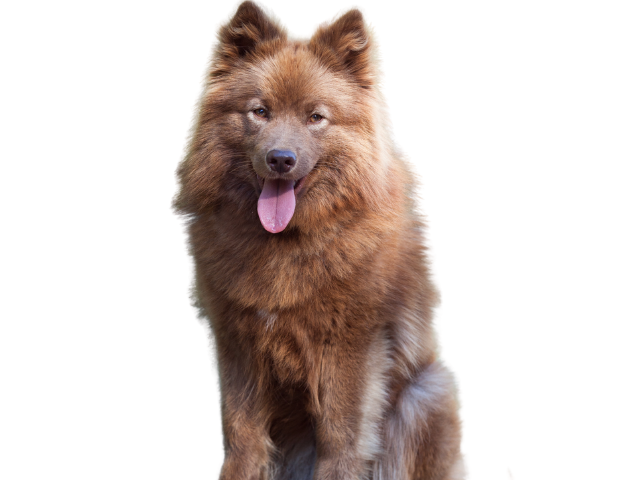 Lapphund, razze cani, razze cani taglia media
