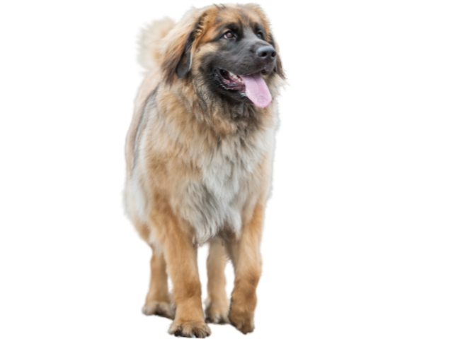 Leonberger ,razze di cani gigante, razze di taglia gigante, razze cane, razze di cane