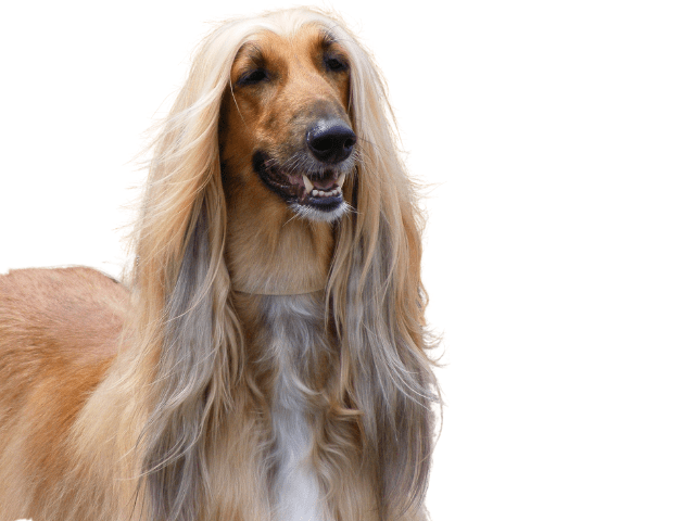 Levriero Afgano ,razze di cani grandi, razze di cani grande taglia, Razze di cani di taglia grande