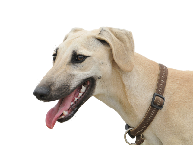 Levriero Arabo, razze cani, razze cani taglia media