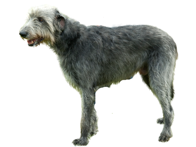 Levriero Irlandese ,razze di cani gigante, razze di taglia gigante, razze cane, razze di cane