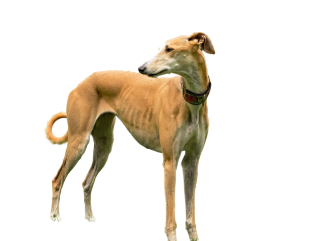 Levriero Spagnolo ,razze di cani grandi, razze di cani grande taglia, Razze di cani di taglia grande