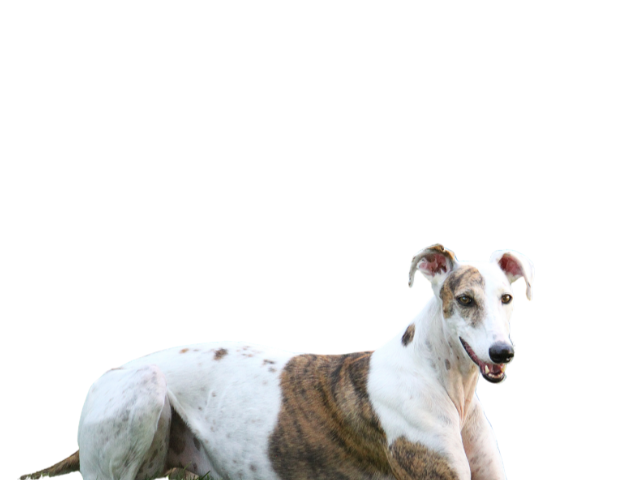 Levriero Ungherese (Magyar Agar) ,razze di cani grandi, razze di cani grande taglia, Razze di cani di taglia grande