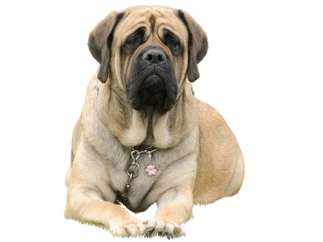 Mastiff - Mastino Inglese ,razze di cani gigante, razze di taglia gigante, razze cane, razze di cane