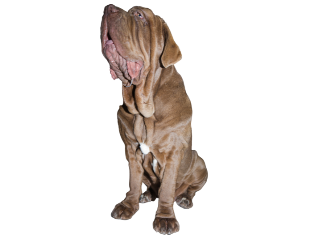 Mastino Napoletano ,razze di cani gigante, razze di taglia gigante, razze cane, razze di cane