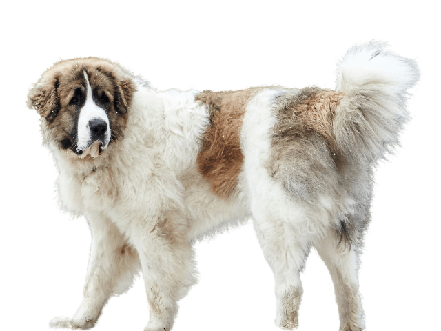 Mastino dei Pirenei, razze di cani gigante, razze di taglia gigante, razze cane, razze di cane