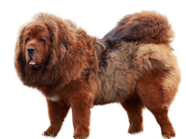 Mastino del Tibet ,razze di cani gigante, razze di taglia gigante, razze cane, razze di cane