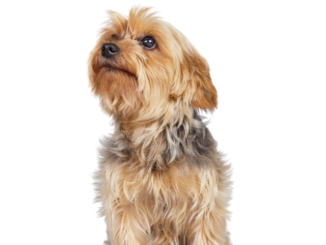 Norfolk Terrier