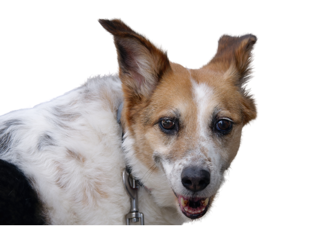 Norrbottenspets, razze cani, razze cani taglia media