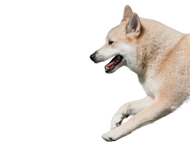 Norsk Buhund, razze cani, razze cani taglia media