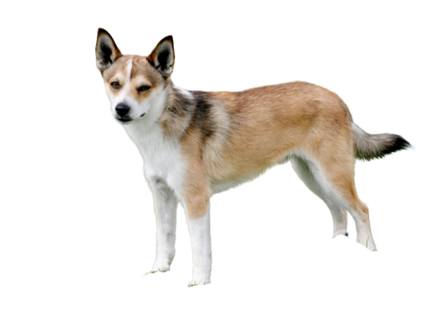Norsk Lundehund