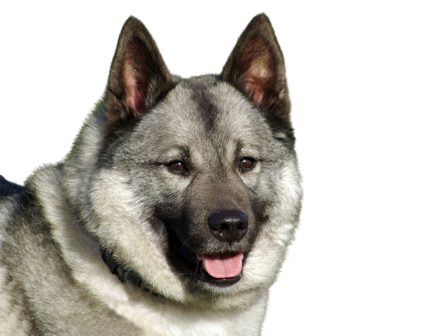 Norwegian Elkhounds, razze cani, razze cani taglia media