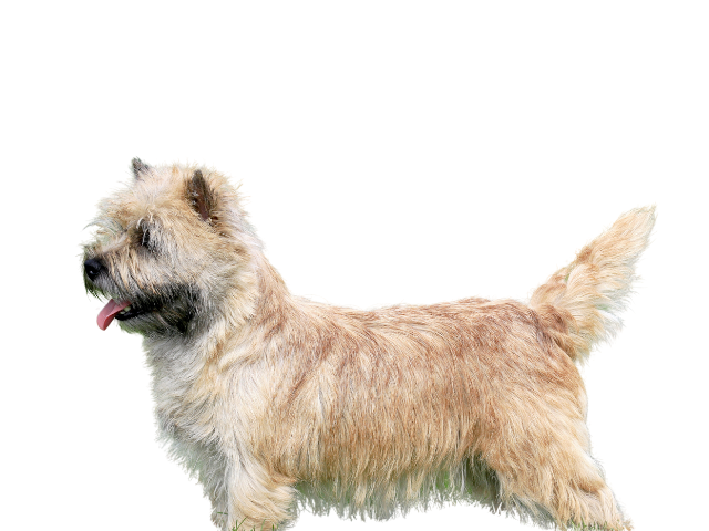 Norwich Terrier