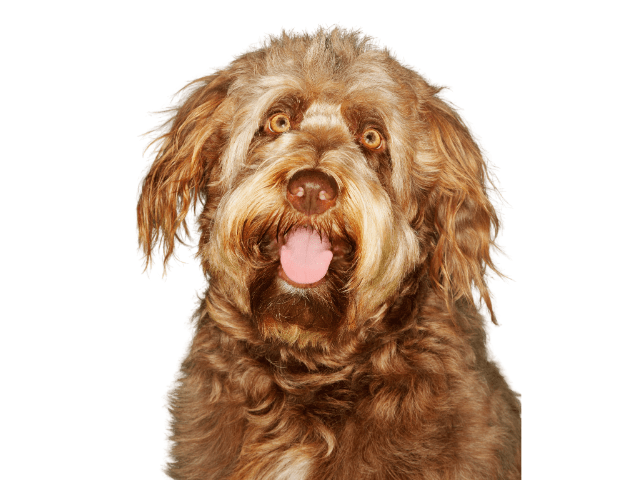 Otterhound ,razze di cani grandi, razze di cani grande taglia, Razze di cani di taglia grande