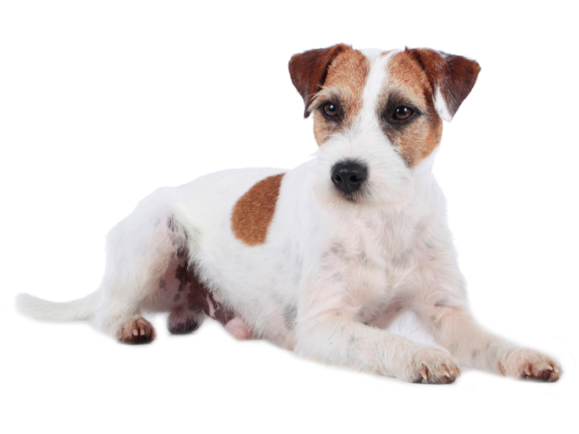 Parson Russell Terrier