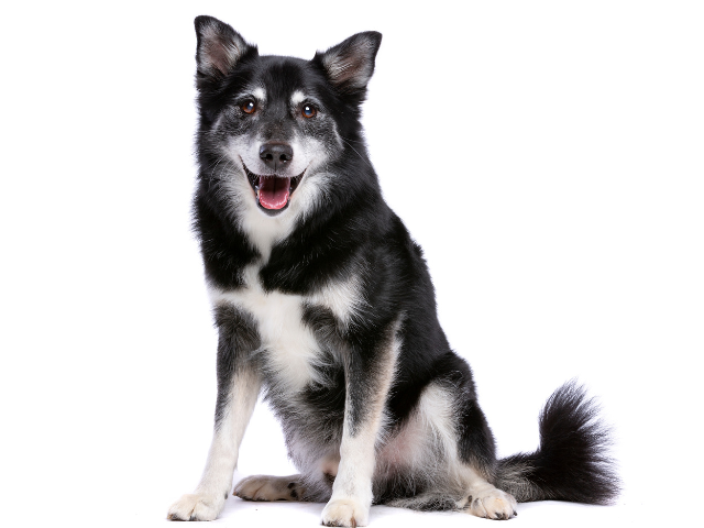 Pastore Islandese (Iceland Dog), razze cani, razze cani taglia media