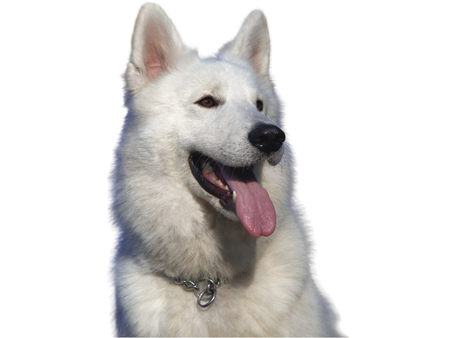 Pastore Svizzero Bianco ,razze di cani grandi, razze di cani grande taglia, Razze di cani di taglia grande
