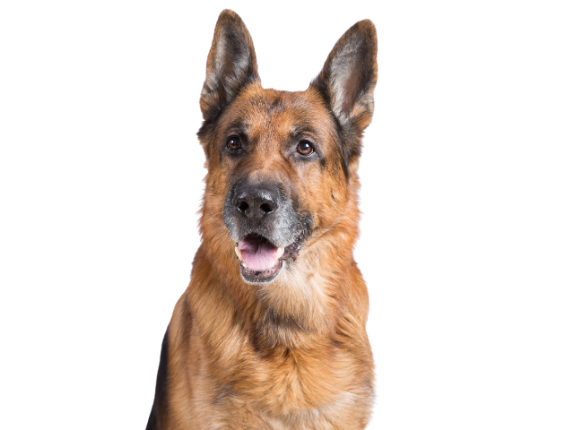Pastore Tedesco ,razze di cani grandi, razze di cani grande taglia, Razze di cani di taglia grande